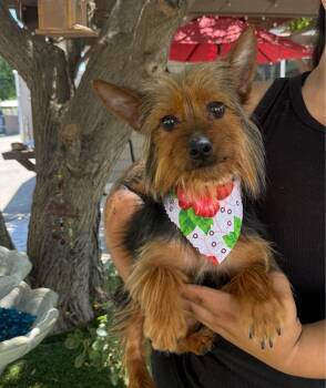 Candy -  Silky Terrier Dog for Adoption in Temecula, California - Candy | PetCurious