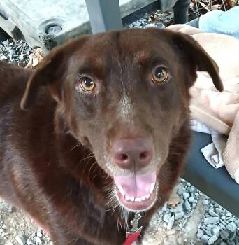 BANDIT -  Chesapeake Bay Retriever Dog for Adoption in Pegram, Tennessee - BANDIT | PetCurious