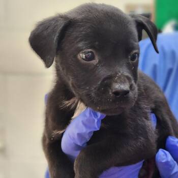 Mixed Breed Dogs Available for Adoption - Dragonfly | PetCurious