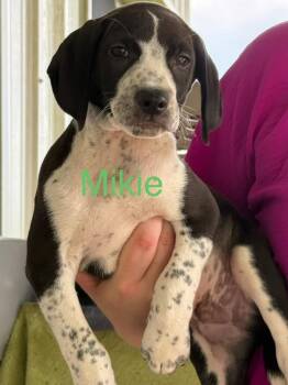Mikie -  Hound Dog for Adoption in Saint Francisville, Louisiana - Mikie | PetCurious