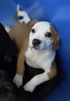 Mixed Breed Dogs Available for Adoption in Dallas, Texas - YZMA | PetCurious