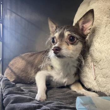 Chawea -  Chihuahua Dog for Adoption in Spokane, Washington - Chawea | PetCurious