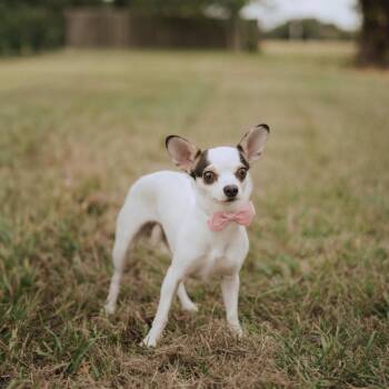 Panda -  Chihuahua and Rat Terrier Dog for Adoption in Humble, Texas - Panda | PetCurious
