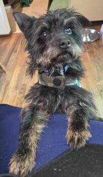Affenpinscher Dogs Available for Adoption - Solstice | PetCurious