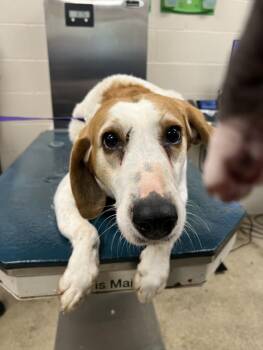 Beagle Dogs Available for Adoption - RUBY | PetCurious