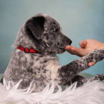 Rescue Australian Cattle Dog Blue Heeler Dogs for Adoption in Goltry, Oklahoma - Waylon | PetCurious