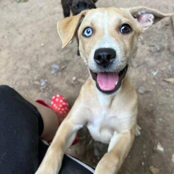 Rescue Australian Cattle Dog Blue Heeler and Pit Bull Terrier Dogs for Adoption in Grand Rapids, Michigan - Luna- MI Moth Litter | PetCurious