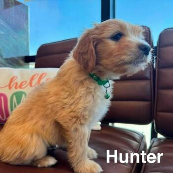 Golden Retriever and Chihuahua Dogs Available for Adoption in Las Vegas, Nevada - Hunter OS NV | PetCurious