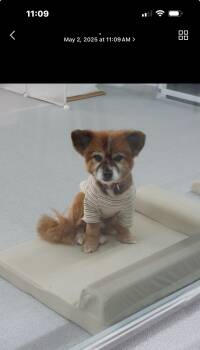 Rescue Pomeranian and Japanese Chin Dogs for Adoption in Floral Park, New York - Sammy | PetCurious