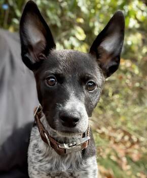 Rescue Mixed Breed Dogs for Adoption in Lindenhurst, New York - Sandra | PetCurious