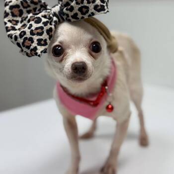 Chihuahua Dogs Available for Adoption in Allen, Texas - Holley | PetCurious