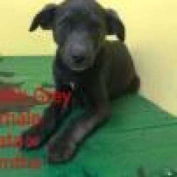 Meredith Grey AKA Nala 0528 -  Catahoula Leopard Dog Dog for Adoption in Loxahatchee Groves, Florida - Meredith Grey AKA Nala 0528 | PetCurious