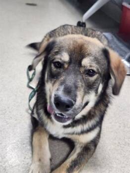ARLO -  German Shepherd Dog and Hound Dog for Adoption in Newton, North Carolina - ARLO | PetCurious