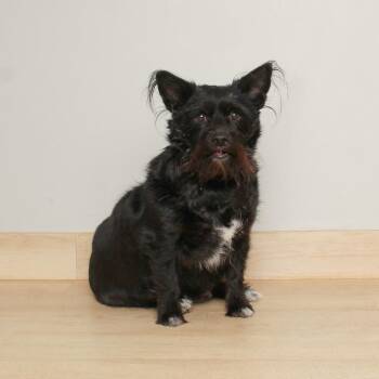 Zena D68894 -  Scottish Terrier and Mixed Breed Dog for Adoption in Minnetonka, Minnesota - Zena D68894 | PetCurious