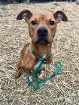 Rescue Pit Bull Terrier Dogs for Adoption in Crete, Illinois - Dexter | PetCurious