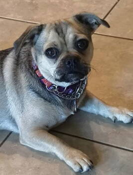 Rescue Pug Dogs for Adoption in San Diego, California - Cocoa | PetCurious