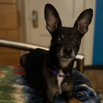 Rescue Rat Terrier and Mixed Breed Dogs for Adoption in Kansas City, Missouri - Cookie | PetCurious