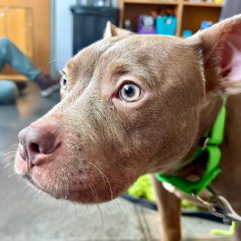 Acorn -  Mixed Breed Dog for Adoption in Pittsburgh, Pennsylvania - Acorn | PetCurious