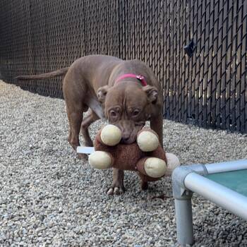 Rescue Mixed Breed Dogs for Adoption in Pittsburgh, Pennsylvania - Boy Boy | PetCurious