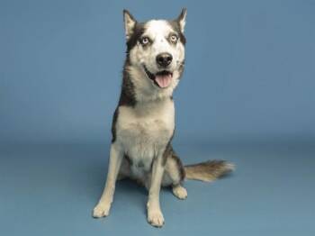 KENZO -  Husky Dog for Adoption in Phoenix, Arizona - KENZO | PetCurious