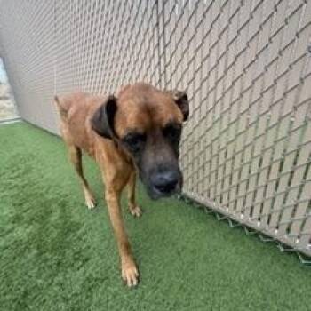 Great Dane Dogs Available for Adoption - Buddy **FOUND** | PetCurious