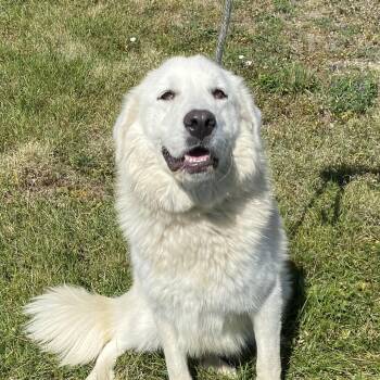 Crystal -  Great Pyrenees and Anatolian Shepherd Dog for Adoption in Choteau, Montana - Crystal | PetCurious