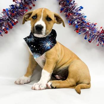 757 (2026) -  Boxer and Pit Bull Terrier Dog for Adoption in Parker, Colorado - 757 (2026) | PetCurious