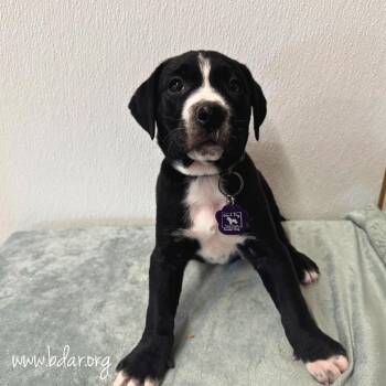 Apollo -  Labrador Retriever and Mixed Breed Dog for Adoption in Cheyenne, Wyoming - Apollo | PetCurious
