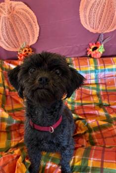Beth Cooper -  Miniature Poodle Dog for Adoption in Greenville, South Carolina - Beth Cooper | PetCurious