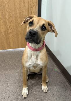 Boxer Dogs Available for Adoption in Sault Ste. Marie, Michigan - Hazel And Lily | PetCurious