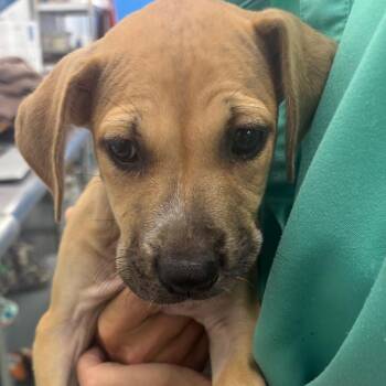 Honey Bun -  Terrier and Mixed Breed Dog for Adoption in Montgomery, Alabama - Honey Bun | PetCurious