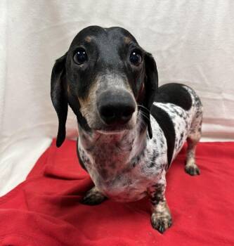 Paddy -  Dachshund Dog for Adoption in Genoa, Illinois - Paddy | PetCurious