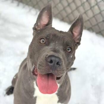 Mixed Breed Dogs Available for Adoption - Virgil | PetCurious