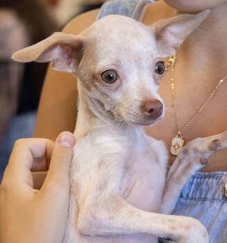 Screech -  Chihuahua Dog for Adoption in Penryn, California - Screech | PetCurious