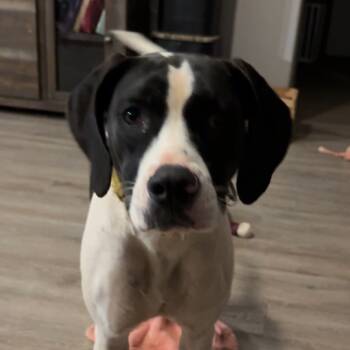 Rescue Hound and Pointer Dogs for Adoption in Fort Worth, Texas - Lucy | PetCurious