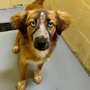 CT Sassy -  Australian Shepherd and Husky Dog for Adoption in Eastford, Connecticut - CT Sassy | PetCurious