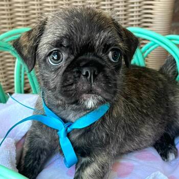 Betsy -  Boston Terrier and Pug Dog for Adoption in Boerne, Texas - Betsy | PetCurious