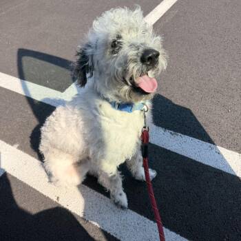Schnoodle Dogs Available for Adoption in Carmel Hamlet, New York - Doug | PetCurious