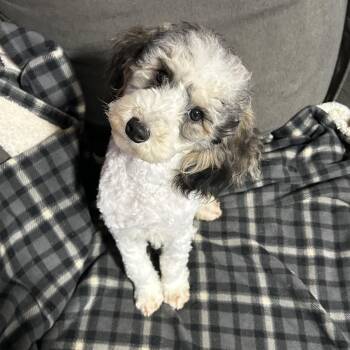 Miniature Poodle Dogs Available for Adoption in Antwerp, Ohio - Grayson  | PetCurious