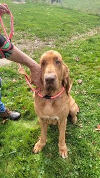 Duchess -  Bloodhound Dog for Adoption in Salem, Ohio - Duchess | PetCurious
