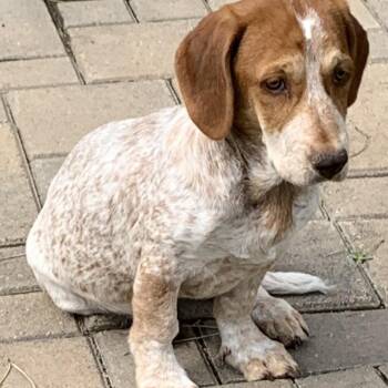 Petunia -*Available 6/6* Chino Hills Location -  Basset Hound and Mixed Breed Dog Available for Adoption in Chino Hills, California - Petunia -*Available 6/6* Chino Hills Location | PetCurious