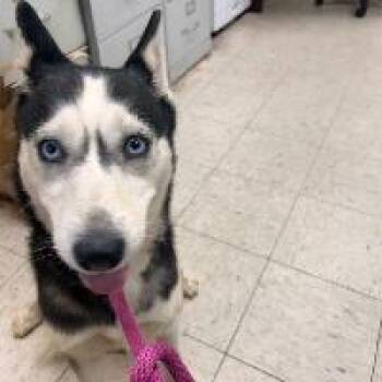 Rescue Siberian Husky and Husky Dogs for Adoption in North Haledon, New Jersey - Raven | PetCurious