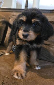 Riley -  Aussiedoodle Dog for Adoption in Memphis, Tennessee - Riley | PetCurious