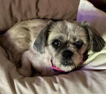 Zora -  Shih Tzu Dog for Adoption in Irmo, South Carolina - Zora | PetCurious