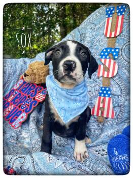 Sox -  American Bulldog and Pit Bull Terrier Dog for Adoption in Sebring, Florida - Sox | PetCurious