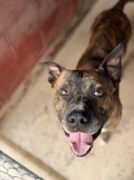 Bullet 12110 -  Boxer Dog for Adoption in Elberton, Georgia - Bullet 12110 | PetCurious