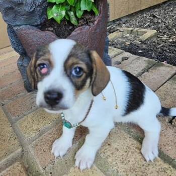 McGinger -  Chiweenie Dog for Adoption in Houston, Texas - McGinger | PetCurious