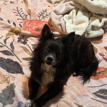Pomeranian and Chihuahua Dogs Available for Adoption - Bella And Peanut  | PetCurious