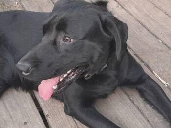 Zeke -  Labrador Retriever Dog for Adoption in Partlow, Virginia - Zeke | PetCurious