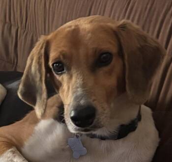American Foxhound Dogs Available for Adoption in Andover, Massachusetts - Jetty | PetCurious